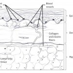 skin illustration, epidermis, dermis, hypodermis, layers of skin